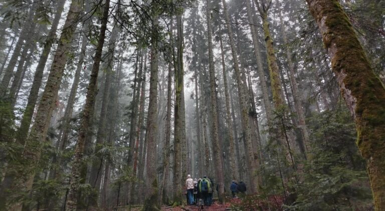 DANUBE WOOD(s) ROUTE -Bogastvo šuma i kulturnog nasleđa baziranog na drvetu (materijalnog i nematerijalnog) u Dunavskom regionu